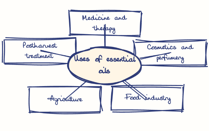 Hand-drawn diagram: Uses of essential oils. Mind map. Uses of essential oils: Medicine and therapy; Cosmetics and perfumery; Food industry; Agriculture; Postharvest treatment