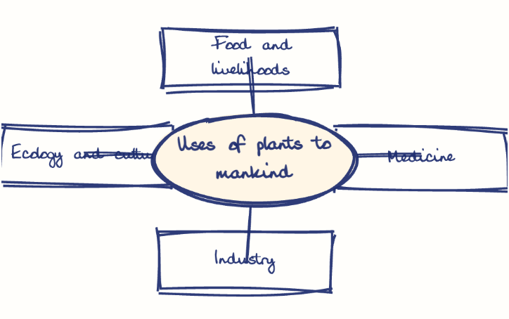 Hand-drawn diagram: Uses of plants to mankind. Mind map. Uses of plants to mankind: Food and livelihoods; Medicine; Industry; Ecology and culture