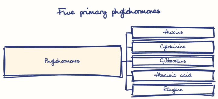 Hand-drawn diagram: Five primary phytohormones. Five primary phytohormones. Diagram (tree): Five primary phytohormones; Phytohormones; Auxins; Cytokinins; Gibberellins; Abscisic acid; Ethylene