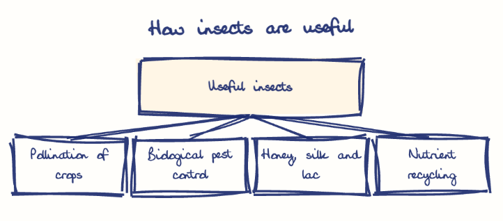 Hand-drawn diagram: How insects are useful. How insects are useful. Diagram (tree): How insects are useful; Useful insects; Pollination of crops; Biological pest control; Honey, silk and lac; Nutrient recycling