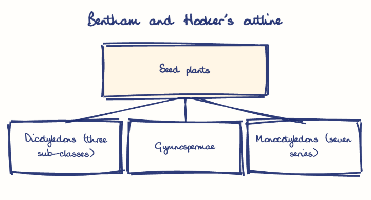Hand-drawn diagram: Bentham and Hooker's outline. Bentham and Hooker's outline. Diagram (tree): Bentham and Hooker's outline; Seed plants; Dicotyledons (three sub-classes); Gymnospermae; Monocotyledons (seven series)