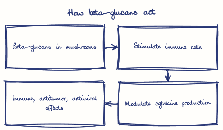 Hand-drawn diagram: How beta-glucans act. How beta-glucans act. Flow: Beta-glucans in mushrooms → Stimulate immune cells → Modulate cytokine production → Immune, antitumor, antiviral effects