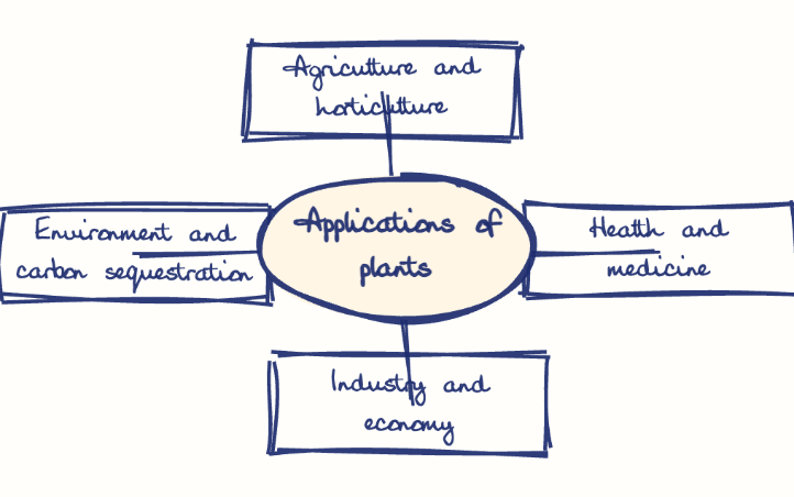 Hand-drawn diagram: Applications of plants. Mind map. Applications of plants: Agriculture and horticulture; Health and medicine; Industry and economy; Environment and carbon sequestration