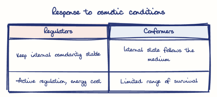 Hand-drawn diagram: Response to osmotic conditions. Response to osmotic conditions. Comparison of Regulators and Conformers