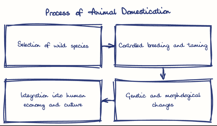 Hand-drawn diagram: Process of Animal Domestication. Process of Animal Domestication. Flow: Selection of wild species → Controlled breeding and taming → Genetic and morphological changes → Integration into human economy and culture