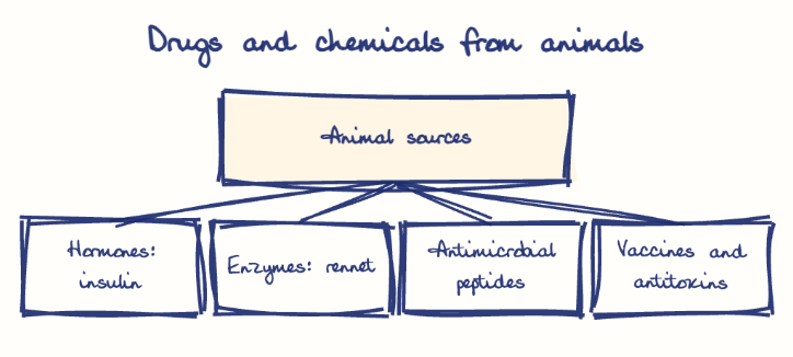 Hand-drawn diagram: Drugs and chemicals from animals. Drugs and chemicals from animals. Diagram (tree): Drugs and chemicals from animals; Animal sources; Hormones: insulin; Enzymes: rennet; Antimicrobial peptides; Vaccines and antitoxins
