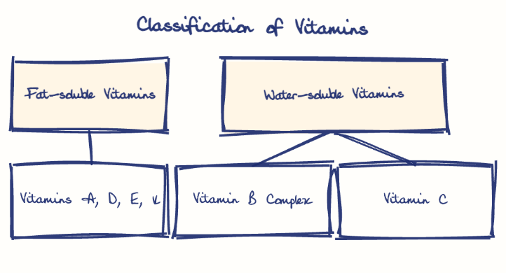 Hand-drawn diagram: Classification of Vitamins. Classification of Vitamins. Diagram (tree): Classification of Vitamins; Fat-soluble Vitamins; Vitamins A, D, E, K; Water-soluble Vitamins; Vitamin B Complex; Vitamin C