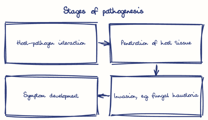 Hand-drawn diagram: Stages of pathogenesis. Stages of pathogenesis. Flow: Host-pathogen interaction → Penetration of host tissue → Invasion, e.g. fungal haustoria → Symptom development
