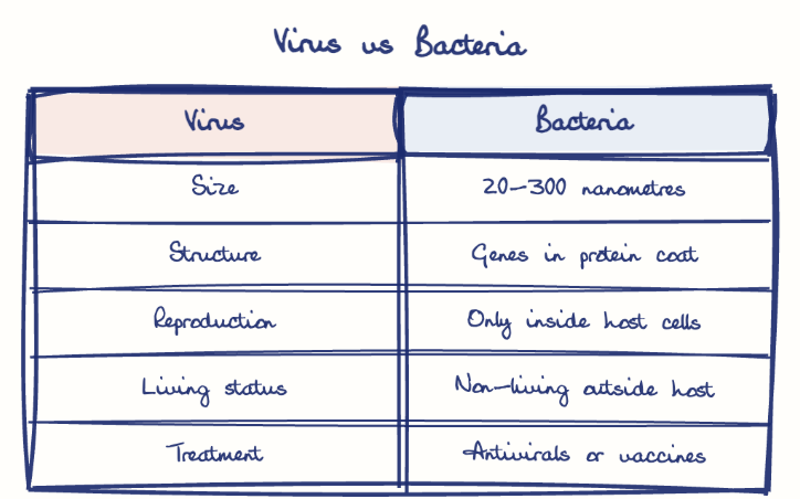 Hand-drawn diagram: Virus vs Bacteria. Virus vs Bacteria. Comparison of Virus and Bacteria
