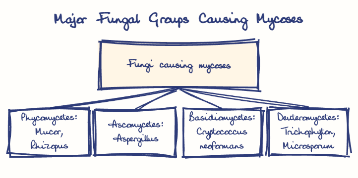 Hand-drawn diagram: Major Fungal Groups Causing Mycoses. Major Fungal Groups Causing Mycoses. Diagram (tree): Major Fungal Groups Causing Mycoses; Fungi causing mycoses; Phycomycetes: Mucor, Rhizopus; Ascomycetes: Aspergillus; Basidiomycetes: Cryptococcus neoformans; Deuteromycetes: Trichophyton, Microsporum