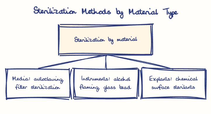 Hand-drawn diagram: Sterilization Methods by Material Type. Sterilization Methods by Material Type. Diagram (tree): Sterilization Methods by Material Type; Sterilization by material; Media: autoclaving, filter sterilization; Instruments: alcohol flaming, glass bead; Explants: chemical surface sterilants