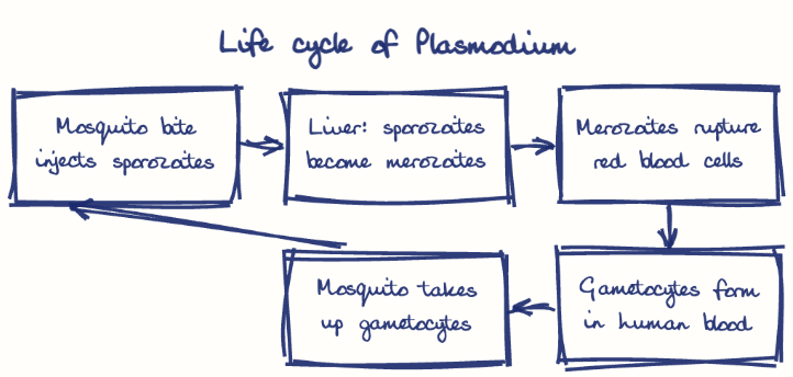Hand-drawn diagram: Life cycle of Plasmodium. Life cycle of Plasmodium. Flow: Mosquito bite injects sporozoites → Liver: sporozoites become merozoites → Merozoites rupture red blood cells → Gametocytes form in human blood → Mosquito takes up gametocytes → (back to start)