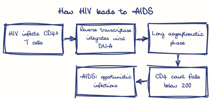 Hand-drawn diagram: How HIV leads to AIDS. How HIV leads to AIDS. Flow: HIV infects CD4+ T cells → Reverse transcriptase integrates viral DNA → Long asymptomatic phase → CD4 count falls below 200 → AIDS: opportunistic infections