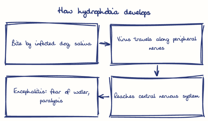 Hand-drawn diagram: How hydrophobia develops. How hydrophobia develops. Flow: Bite by infected dog, saliva → Virus travels along peripheral nerves → Reaches central nervous system → Encephalitis: fear of water, paralysis