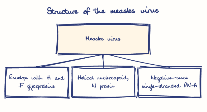 Hand-drawn diagram: Structure of the measles virus. Structure of the measles virus. Diagram (tree): Structure of the measles virus; Measles virus; Envelope with H and F glycoproteins; Helical nucleocapsid, N protein; Negative-sense single-stranded RNA
