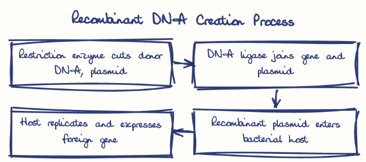 Hand-drawn diagram: Recombinant DNA Creation Process. Recombinant DNA Creation Process. Flow: Restriction enzyme cuts donor DNA, plasmid → DNA ligase joins gene and plasmid → Recombinant plasmid enters bacterial host → Host replicates and expresses foreign gene