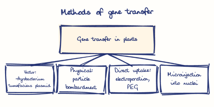 Hand-drawn diagram: Methods of gene transfer. Methods of gene transfer. Diagram (tree): Methods of gene transfer; Gene transfer in plants; Vector: Agrobacterium tumefaciens plasmid; Physical: particle bombardment; Direct uptake: electroporation, PEG; Microinjection into nuclei