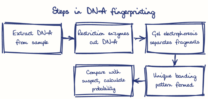Hand-drawn diagram: Steps in DNA fingerprinting. Steps in DNA fingerprinting. Flow: Extract DNA from sample → Restriction enzymes cut DNA → Gel electrophoresis separates fragments → Unique banding pattern formed → Compare with suspect, calculate probability