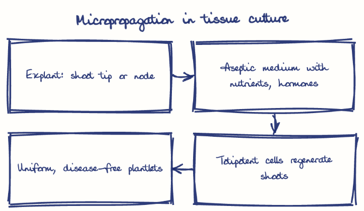 Hand-drawn diagram: Micropropagation in tissue culture. Micropropagation in tissue culture. Flow: Explant: shoot tip or node → Aseptic medium with nutrients, hormones → Totipotent cells regenerate shoots → Uniform, disease-free plantlets
