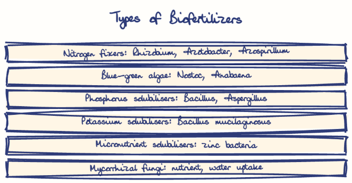 Hand-drawn diagram: Types of Biofertilizers. Types of Biofertilizers. Diagram (tree): Types of Biofertilizers; Nitrogen fixers: Rhizobium, Azotobacter, Azospirillum; Blue-green algae: Nostoc, Anabaena; Phosphorus solubilisers: Bacillus, Aspergillus; Potassium solubilisers: Bacillus mucilaginosus; Micronutrient solubilisers: zinc bacteria; Mycorrhizal fungi: nutrient, water uptake