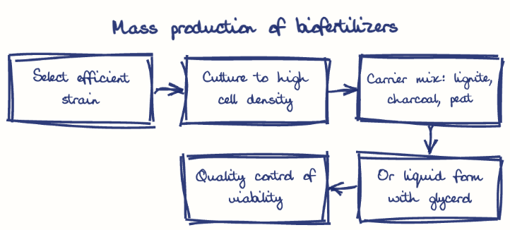 Hand-drawn diagram: Mass production of biofertilizers. Mass production of biofertilizers. Flow: Select efficient strain → Culture to high cell density → Carrier mix: lignite, charcoal, peat → Or liquid form with glycerol → Quality control of viability