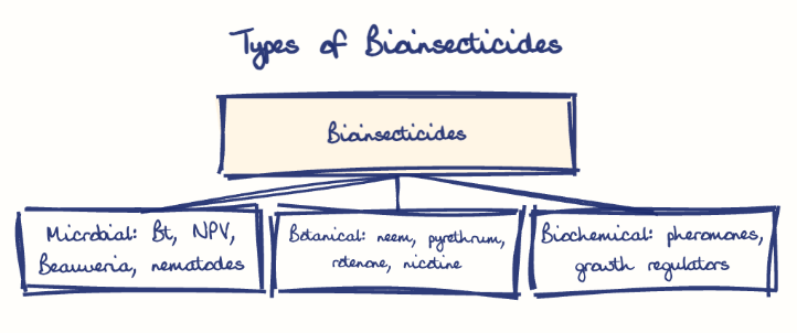 Hand-drawn diagram: Types of Bioinsecticides. Types of Bioinsecticides. Diagram (tree): Types of Bioinsecticides; Bioinsecticides; Microbial: Bt, NPV, Beauveria, nematodes; Botanical: neem, pyrethrum, rotenone, nicotine; Biochemical: pheromones, growth regulators