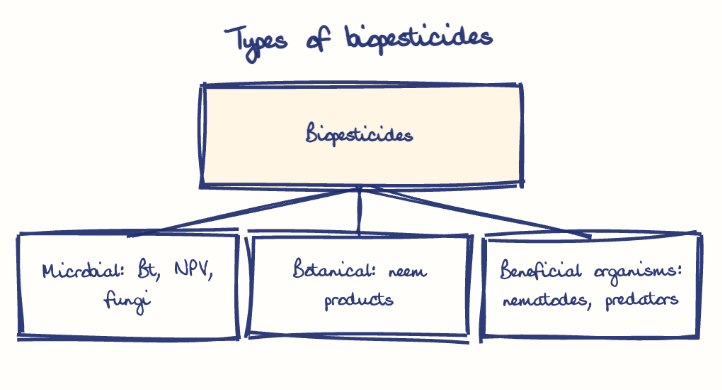 Hand-drawn diagram: Types of biopesticides. Types of biopesticides. Diagram (tree): Types of biopesticides; Biopesticides; Microbial: Bt, NPV, fungi; Botanical: neem products; Beneficial organisms: nematodes, predators