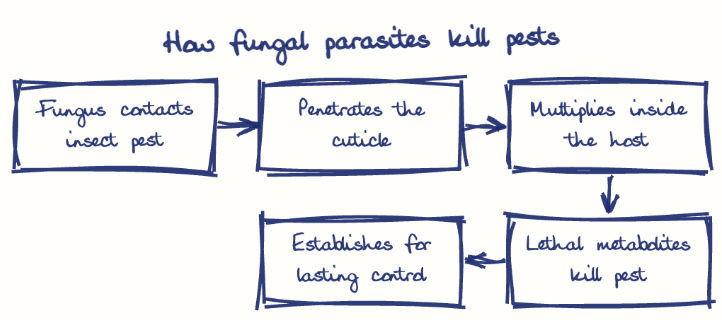 Hand-drawn diagram: How fungal parasites kill pests. How fungal parasites kill pests. Flow: Fungus contacts insect pest → Penetrates the cuticle → Multiplies inside the host → Lethal metabolites kill pest → Establishes for lasting control
