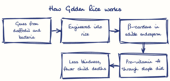Hand-drawn diagram: How Golden Rice works. How Golden Rice works. Flow: Genes from daffodil and bacteria → Engineered into rice → β-carotene in edible endosperm → Pro-vitamin A through staple diet → Less blindness, fewer child deaths