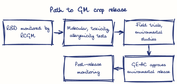Hand-drawn diagram: Path to GM crop release. Path to GM crop release. Flow: R&D monitored by RCGM → Molecular, toxicity, allergenicity tests → Field trials, environmental studies → GEAC approves environmental release → Post-release monitoring