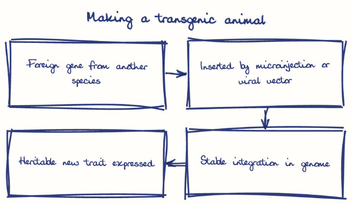 Hand-drawn diagram: Making a transgenic animal. Making a transgenic animal. Flow: Foreign gene from another species → Inserted by microinjection or viral vector → Stable integration in genome → Heritable new trait expressed