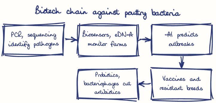Hand-drawn diagram: Biotech chain against poultry bacteria. Biotech chain against poultry bacteria. Flow: PCR, sequencing identify pathogens → Biosensors, eDNA monitor farms → AI predicts outbreaks → Vaccines and resistant breeds → Probiotics, bacteriophages cut antibiotics
