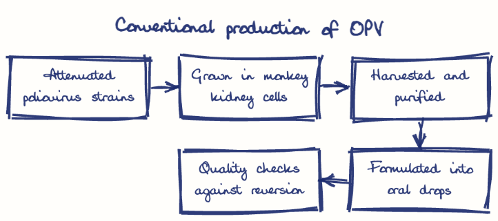 Hand-drawn diagram: Conventional production of OPV. Conventional production of OPV. Flow: Attenuated poliovirus strains → Grown in monkey kidney cells → Harvested and purified → Formulated into oral drops → Quality checks against reversion