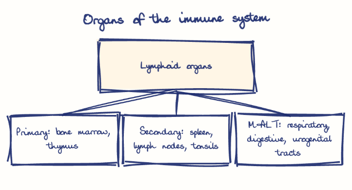 Hand-drawn diagram: Organs of the immune system. Organs of the immune system. Diagram (tree): Organs of the immune system; Lymphoid organs; Primary: bone marrow, thymus; Secondary: spleen, lymph nodes, tonsils; MALT: respiratory, digestive, urogenital tracts
