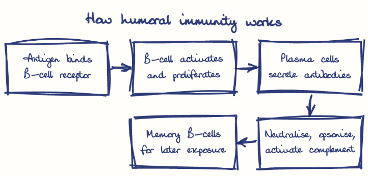 Hand-drawn diagram: How humoral immunity works. How humoral immunity works. Flow: Antigen binds B-cell receptor → B-cell activates and proliferates → Plasma cells secrete antibodies → Neutralise, opsonise, activate complement → Memory B-cells for later exposure