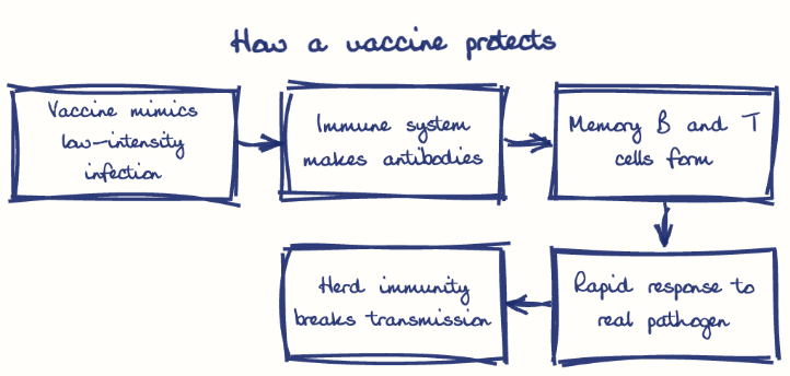Hand-drawn diagram: How a vaccine protects. How a vaccine protects. Flow: Vaccine mimics low-intensity infection → Immune system makes antibodies → Memory B and T cells form → Rapid response to real pathogen → Herd immunity breaks transmission