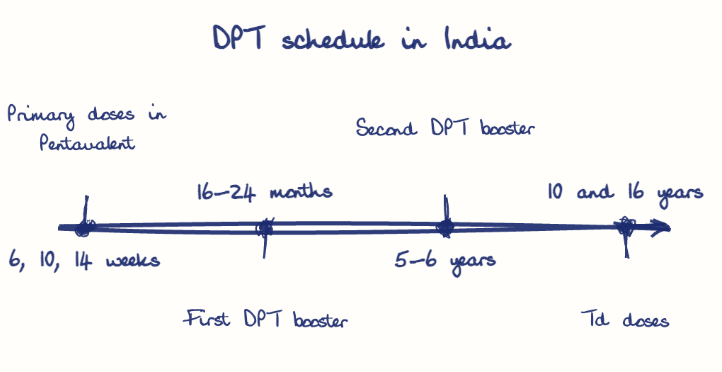 Hand-drawn diagram: DPT schedule in India. DPT schedule in India. Diagram (timeline): DPT schedule in India; 6, 10, 14 weeks; Primary doses in Pentavalent; 16-24 months; First DPT booster; 5-6 years; Second DPT booster; 10 and 16 years; Td doses