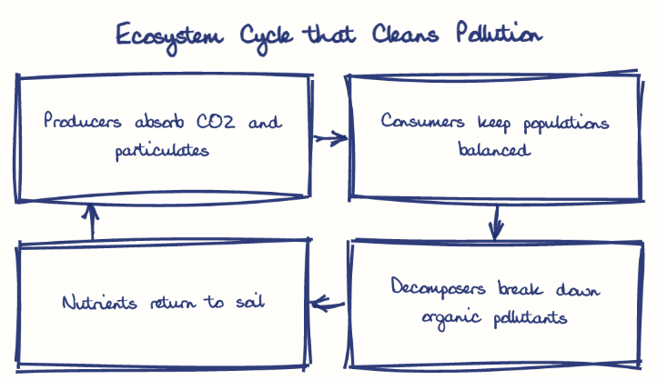Hand-drawn diagram: Ecosystem Cycle that Cleans Pollution. Ecosystem Cycle that Cleans Pollution. Flow: Producers absorb CO2 and particulates → Consumers keep populations balanced → Decomposers break down organic pollutants → Nutrients return to soil → (back to start)