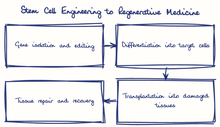 Hand-drawn diagram: Stem Cell Engineering to Regenerative Medicine. Stem Cell Engineering to Regenerative Medicine. Flow: Gene isolation and editing → Differentiation into target cells → Transplantation into damaged tissues → Tissue repair and recovery