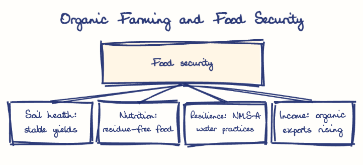 Hand-drawn diagram: Organic Farming and Food Security. Organic Farming and Food Security. Diagram (tree): Organic Farming and Food Security; Food security; Soil health: stable yields; Nutrition: residue-free food; Resilience: NMSA water practices; Income: organic exports rising