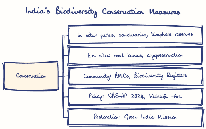 Hand-drawn diagram: India's Biodiversity Conservation Measures. India's Biodiversity Conservation Measures. Diagram (tree): India's Biodiversity Conservation Measures; Conservation; In situ: parks, sanctuaries, biosphere reserves; Ex situ: seed banks, cryopreservation; Community: BMCs, Biodiversity Registers; Policy: NBSAP 2024, Wildlife Act; Restoration: Green India Mission
