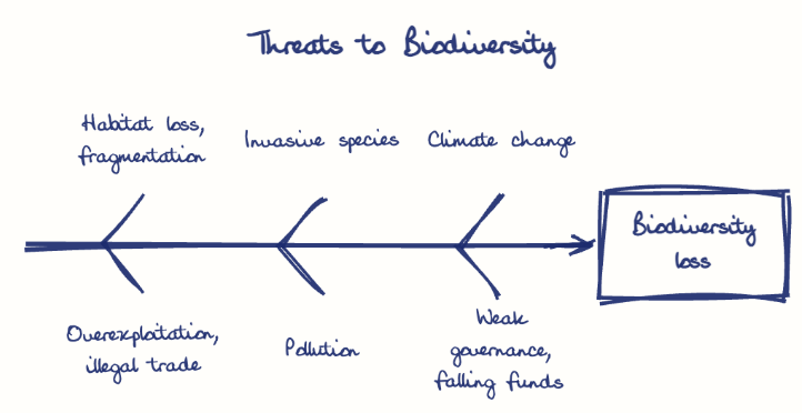 Hand-drawn diagram: Threats to Biodiversity. Threats to Biodiversity. Diagram (fishbone): Threats to Biodiversity; Biodiversity loss; Habitat loss, fragmentation; Overexploitation, illegal trade; Invasive species; Pollution; Climate change; Weak governance, falling funds