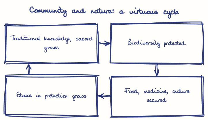 Hand-drawn diagram: Community and nature: a virtuous cycle. Community and nature: a virtuous cycle. Flow: Traditional knowledge, sacred groves → Biodiversity protected → Food, medicine, culture secured → Stake in protection grows → (back to start)