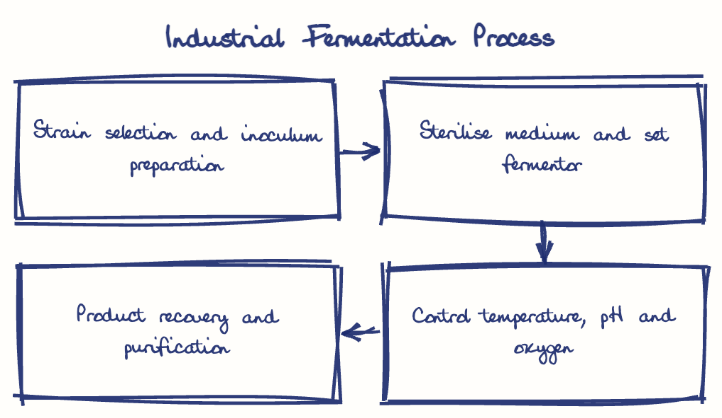 Hand-drawn diagram: Industrial Fermentation Process. Industrial Fermentation Process. Flow: Strain selection and inoculum preparation → Sterilise medium and set fermentor → Control temperature, pH and oxygen → Product recovery and purification