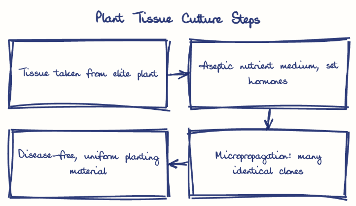 Hand-drawn diagram: Plant Tissue Culture Steps. Plant Tissue Culture Steps. Flow: Tissue taken from elite plant → Aseptic nutrient medium, set hormones → Micropropagation: many identical clones → Disease-free, uniform planting material