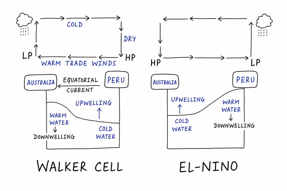 Walker Cell vs El-Nino (Pacific Circulation Changes)
